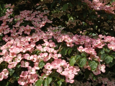 Cornus kousa 'Satomi'