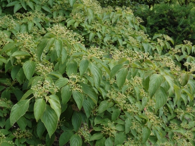 ... nog een felle vruchtzetting. Cornus controversa