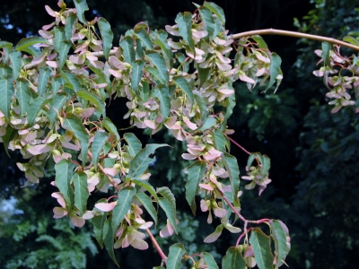 Acer davidii 'Serpentine'