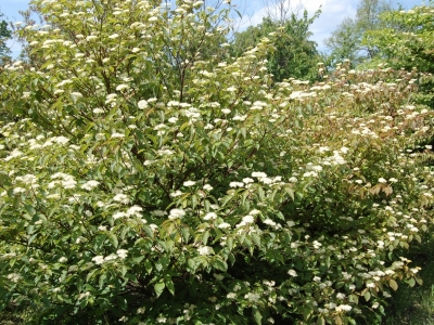 Cornus alternifolia