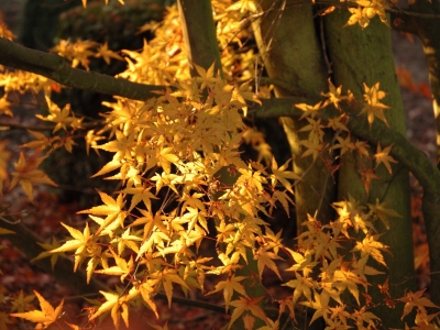 Acer palmatum 'Kogane Sakae'