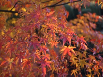 Acer palmatum 'Kogane Sakae'