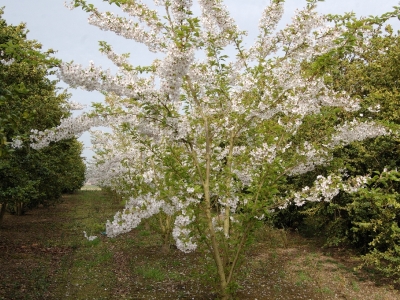 Prunus yedoensis