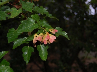 Acer tataricum ssp ginnala