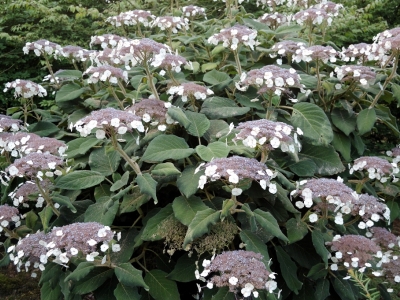 Hydrangea aspera subsp sargentiana