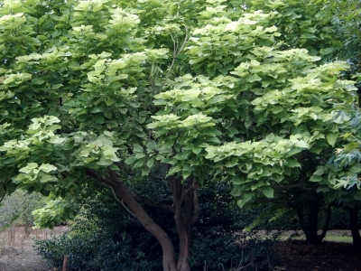 Catalpa speciosa 'Pulverulenta'