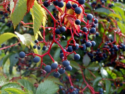 Parthenocissus quinquefolia