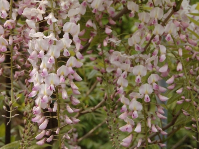 Wisteria floribunda 'Kuchi-beni'