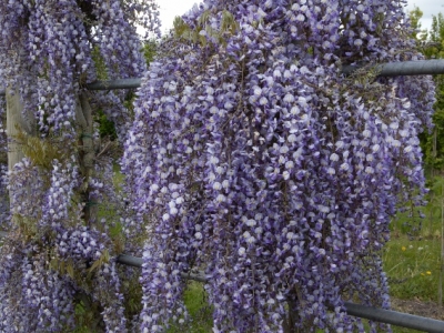 Wisteria floribunda 'Issai-naga'