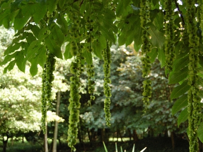 Pterocarya stenoptera 'Fern Leaf'