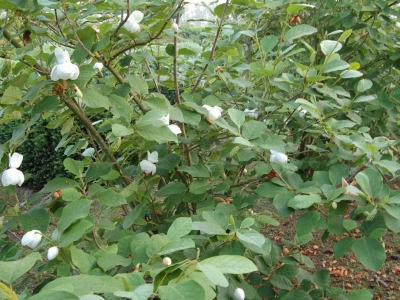 Magnolia sieboldie