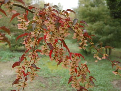 Acer davidii 'Serpentine'