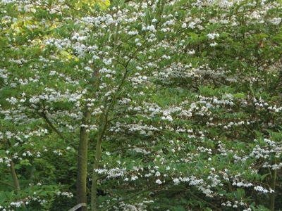 Styrax japonica