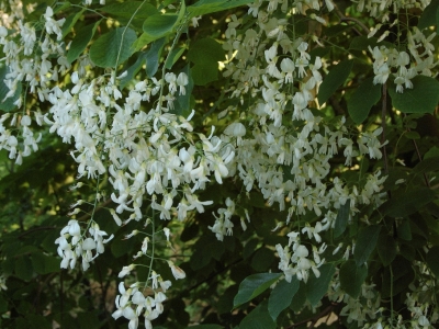 Vlinderbloemige die bloeit in samengestelde, hangende trossen met witte bloemen. Cladrastis kentukea