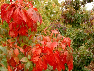 Aesculus flava 'October Red'