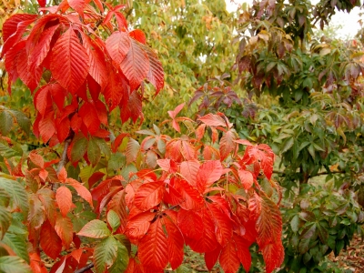 Aesculus flava 'October Red'