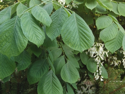 Let op het ongewone, oneven samengestelde blad. Cladrastis kentukea