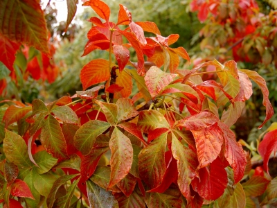 Aesculus flava 'October Red'