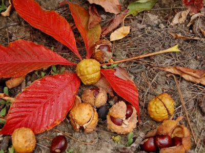 Aesculus flava 'October Red'