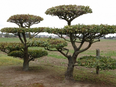 Carpinus betulus