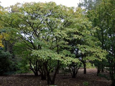 Volwassen exemplaar net voor de bladval. Clerodendrum trichotomum fargesii