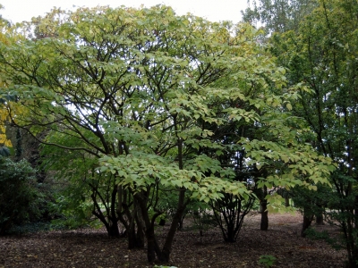 Clerodendrum trichotomum fargesii