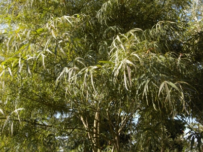 Acer palmatum 'Linearilobum'