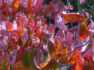 Cornus florida 'Cherokee Chief'