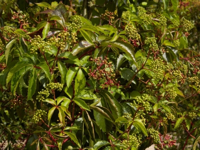 Parthenocissus quinquefolia