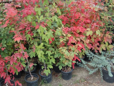 ..zelfs de jongsten leren te verkleuren. Acer griseum