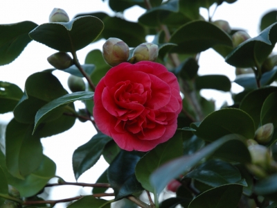 Camellia japonica