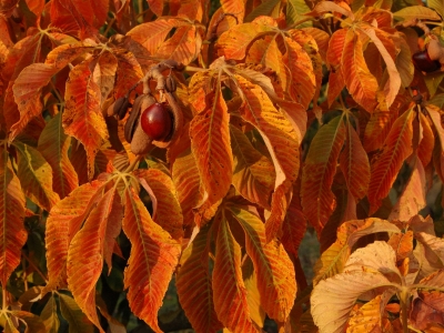 Aesculus pavia 'Koehnei'