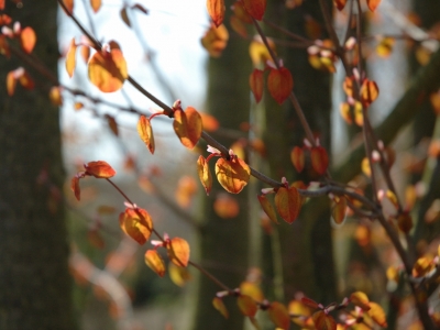 Cercidiphyllum japonicum