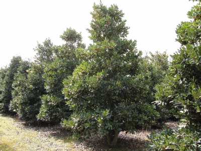 Ilex altaclerensis 'Camellifolia'