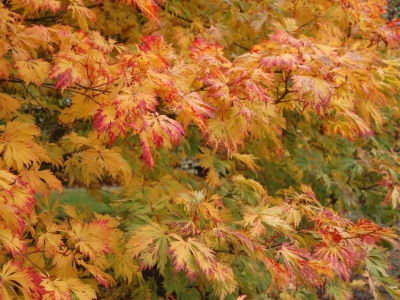 Acer japonicum 'Aconitifolium'