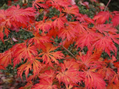 Acer japonicum 'Aconitifolium'