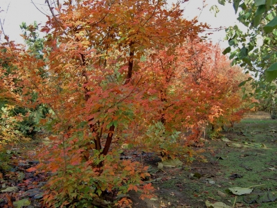 ...dit jaar een vurig oranje verkleuring met een beetje groen... Acer griseum