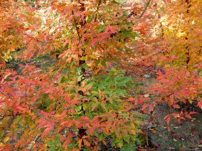 ...ook geel oranje en altijd weer dat veegje groen... Acer griseum