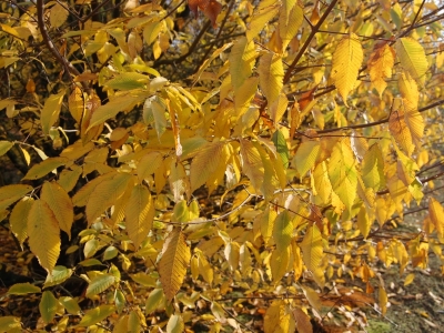 Acer carpinifolia