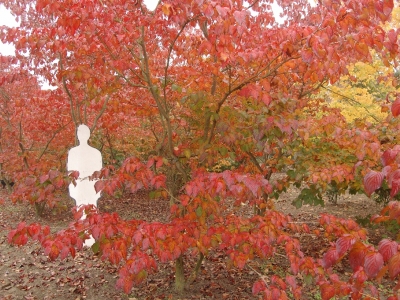 Cornus kousa 'Satomi'