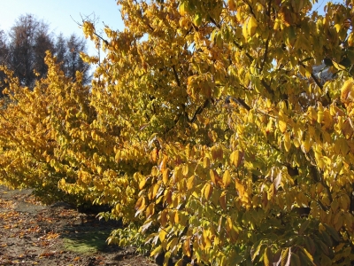 Acer carpinifolia