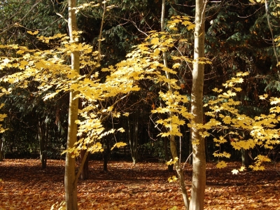 Acer cappadocicum 'Rubrum'