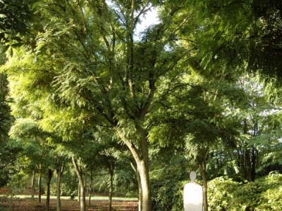 Gleditsia triacanthus 'Elegantissima'