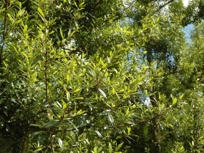 Ilex attenuata 'Fosterii'