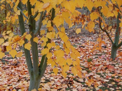 Acer davidii