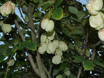 Staphylea pinnata