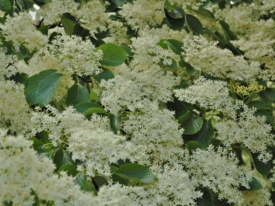 Heeft schitterende bloemen, als kantwerk gespreid over het blad en bovendien ... Cornus controversa