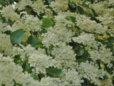 Cornus controversa