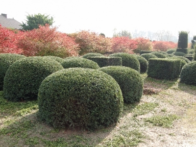 Taxus baccata 