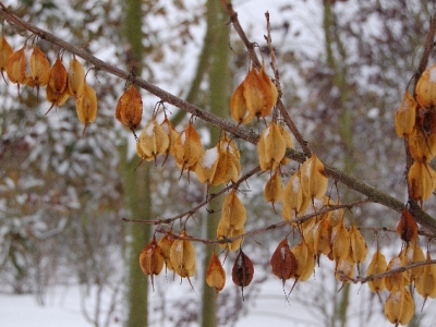 Halesia monticola
